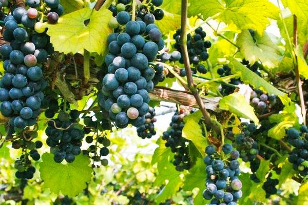 山葡萄什么時(shí)候成熟