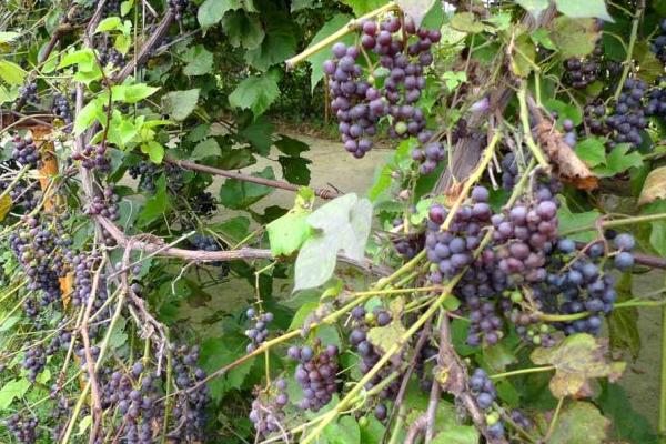 山葡萄什么時(shí)候成熟