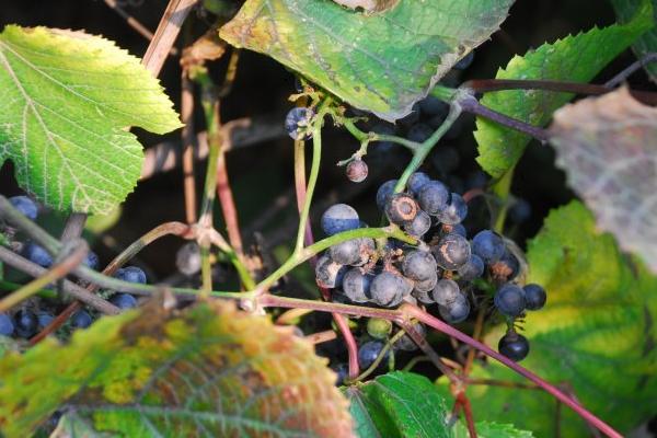 山葡萄什么時(shí)候成熟