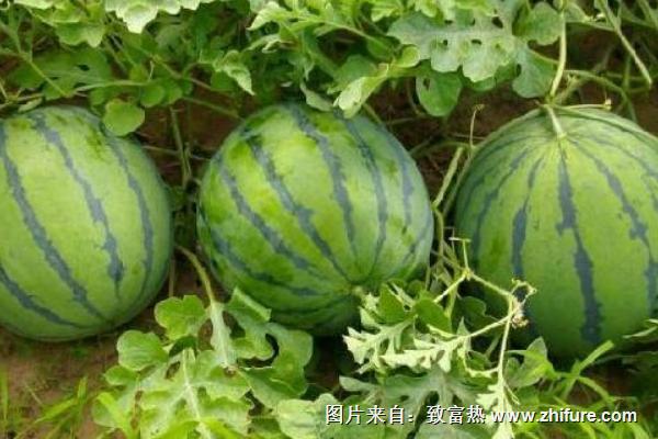 西瓜的品種有哪些