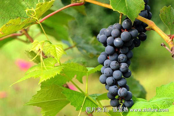山葡萄圖片大全