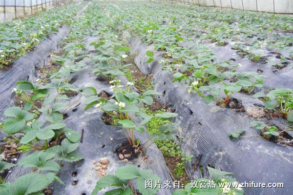 草莓種植技術(shù)及日常管理方法