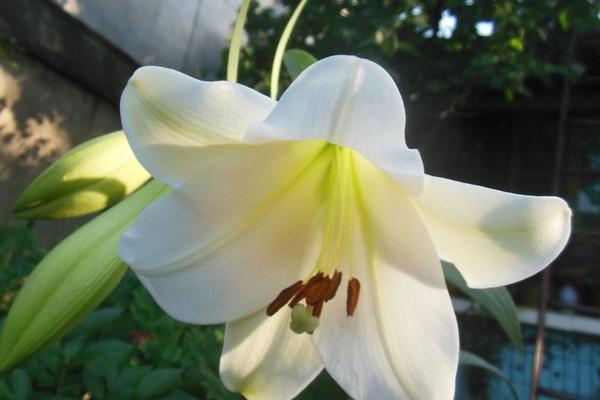 百合花的功效與作用及禁忌