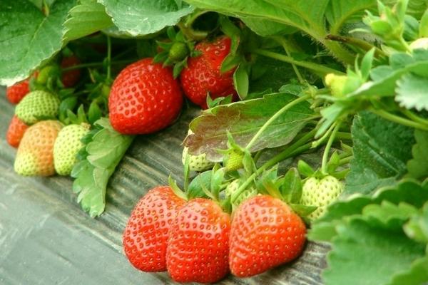 草莓種植技術及日常管理方法