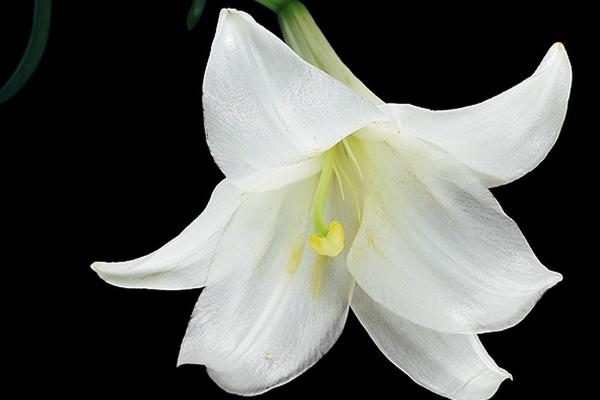 百合花的功效與作用及禁忌