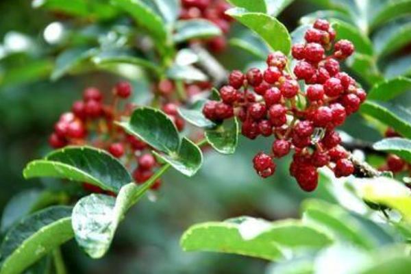 花椒泡酒的功效與作用及禁忌