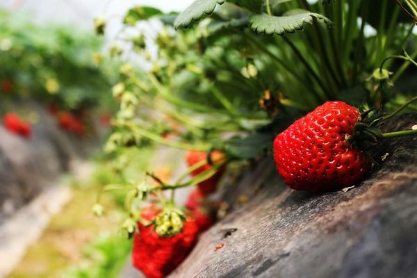 草莓種植技術及日常管理方法