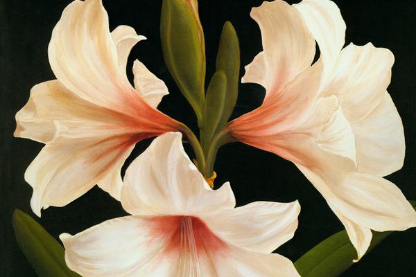 百合花的功效與作用及禁忌