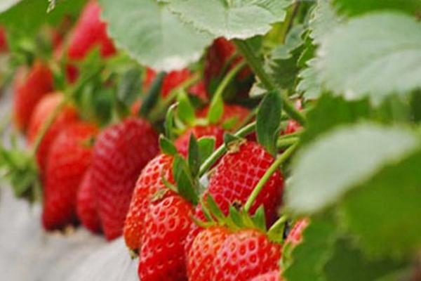 草莓種植技術及日常管理方法