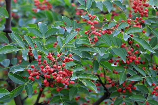 花椒泡酒的功效與作用及禁忌