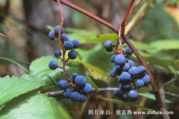 山葡萄種植方法及栽培技術(shù)