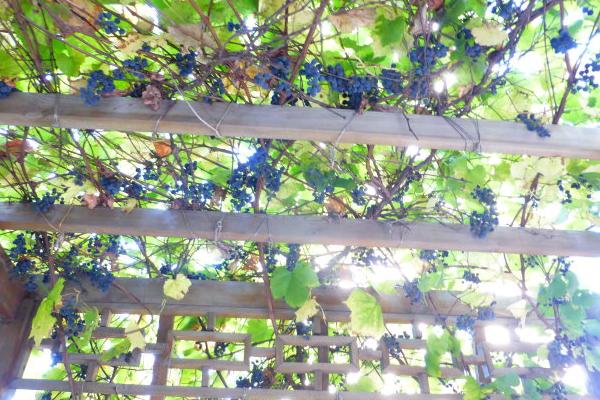 山葡萄種植方法及栽培技術