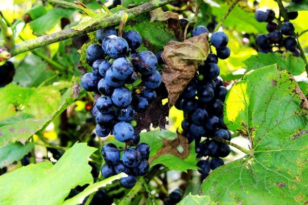 山葡萄種植方法及栽培技術