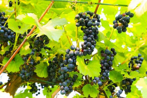 山葡萄種植方法及栽培技術