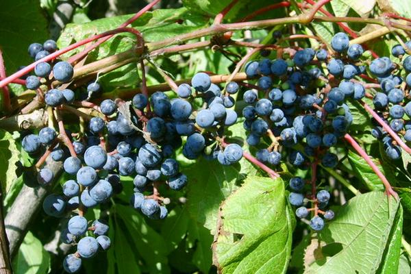 山葡萄種植方法及栽培技術