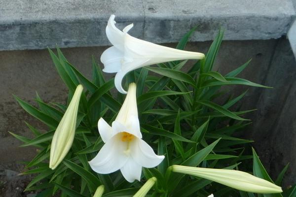 百合花的功效與作用及禁忌