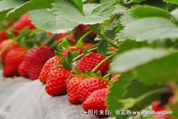 草莓什么時候種植最好