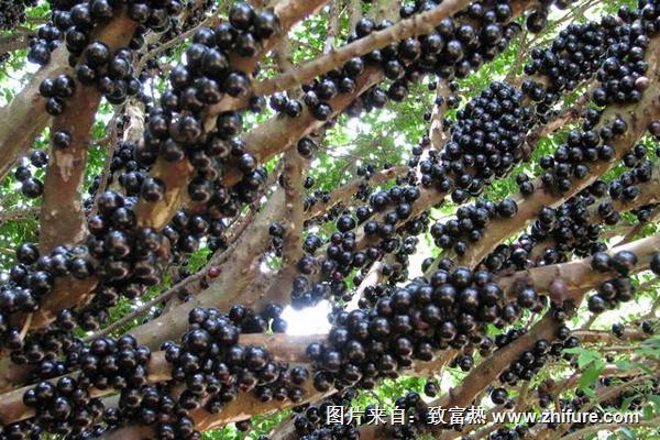 樹葡萄營養(yǎng)價值