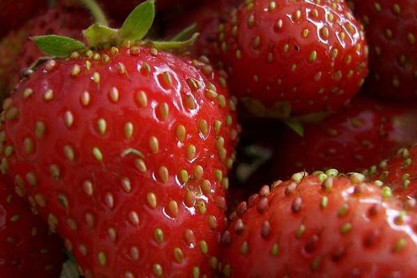 草莓種植技術及日常管理方法