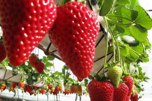 草莓什么時候種植最好