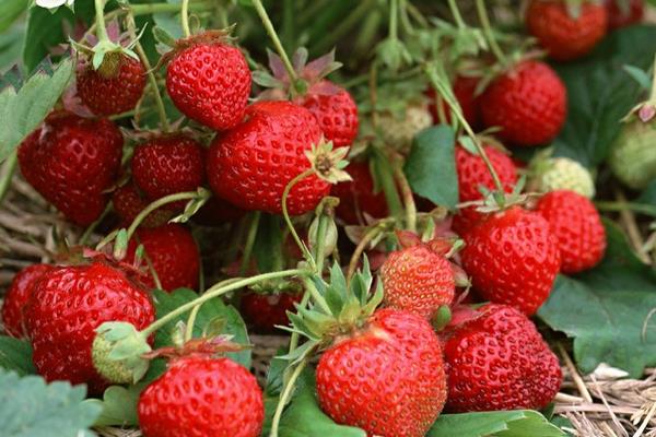 草莓什么時候種植最好