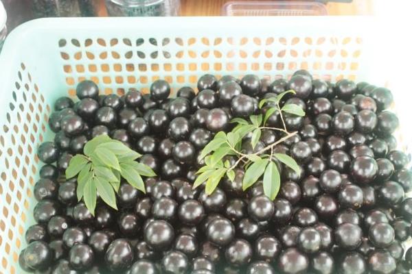 樹葡萄營養價值