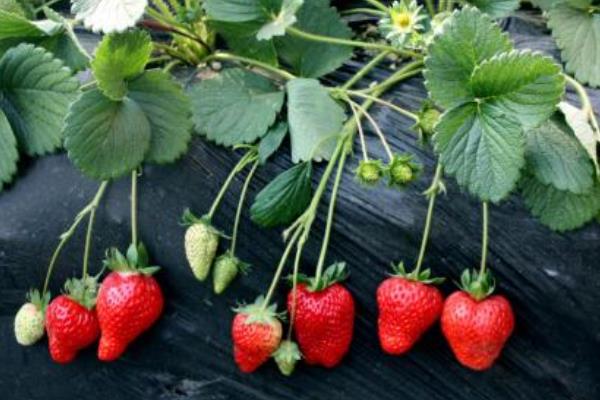 草莓什么時候種植最好