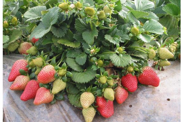 草莓什么時候種植最好