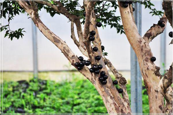 樹葡萄營養價值