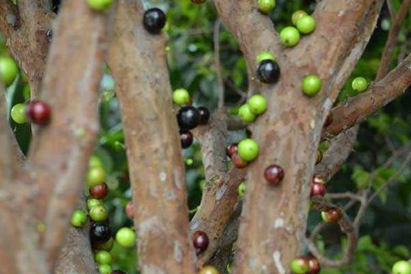 樹葡萄營養價值