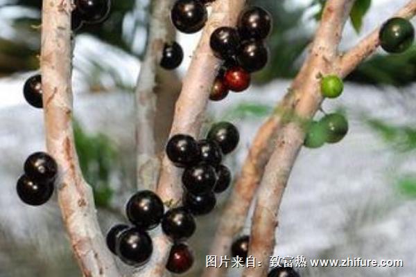 樹葡萄營養價值