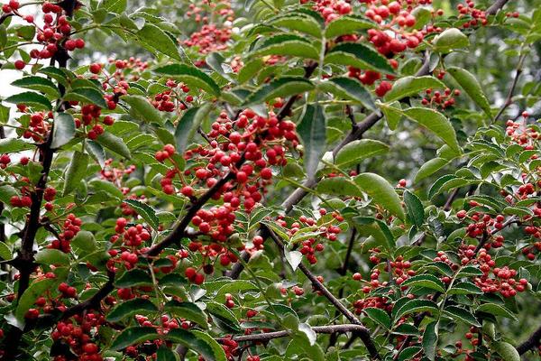 孕婦能吃花椒嗎?