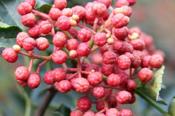 孕婦能吃花椒嗎?