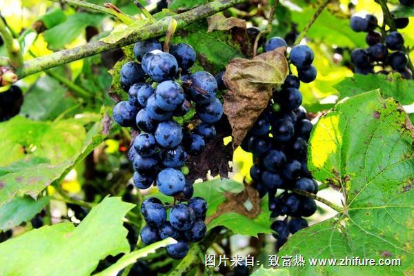 山葡萄的功效與作用及禁忌