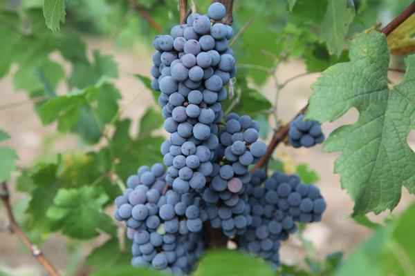 山葡萄的功效與作用及禁忌