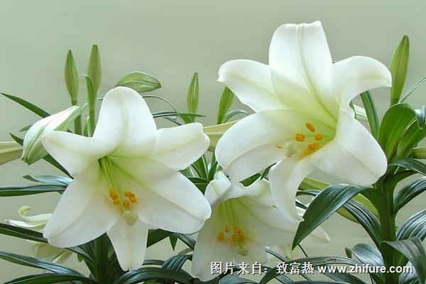百合花有毒嗎