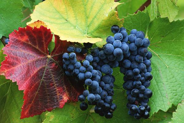 山葡萄的功效與作用及禁忌