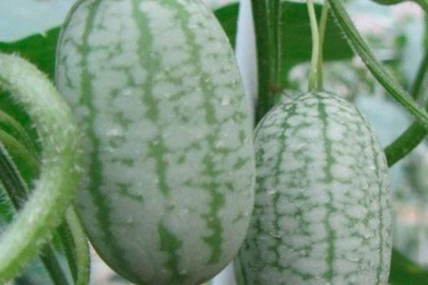 拇指西瓜價格多少錢一斤