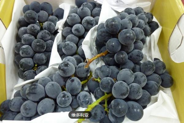 山葡萄的功效與作用及禁忌