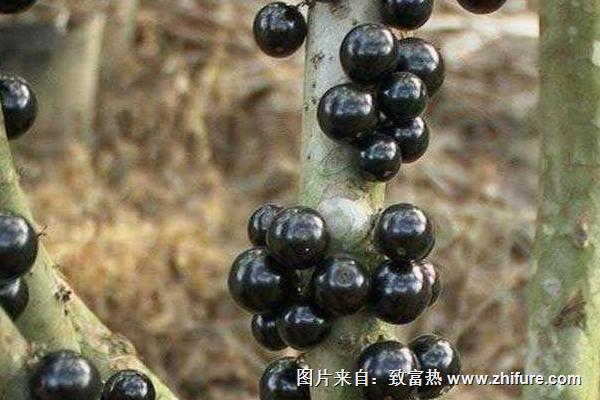 樹(shù)葡萄怎么吃