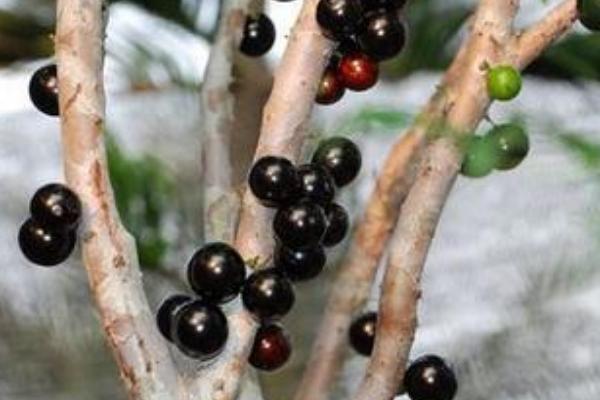 樹葡萄種植技術(shù)視頻