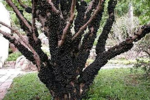 樹葡萄種植技術(shù)視頻