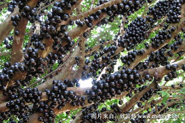 樹葡萄種植技術(shù)視頻