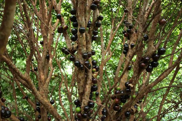 樹葡萄種植技術(shù)視頻