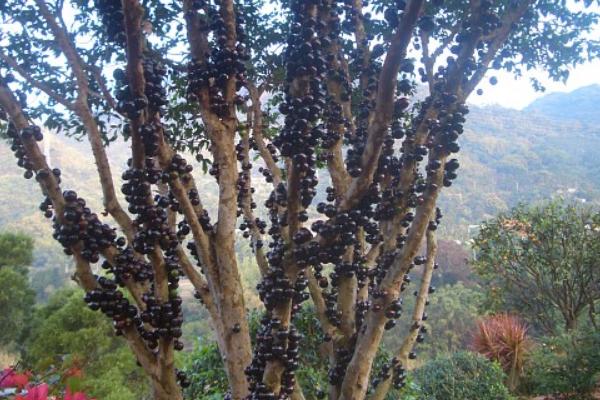 樹葡萄種植技術(shù)視頻