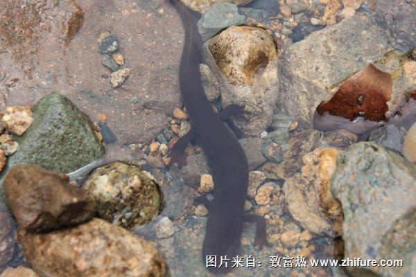 娃娃魚是國家幾級保護動物?