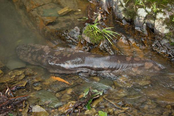 娃娃魚是國家幾級保護動物?
