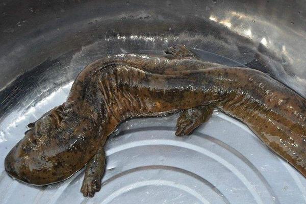 娃娃魚是國家幾級保護動物?