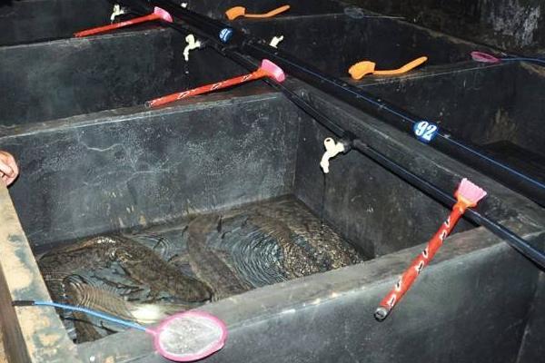 娃娃魚是國家幾級保護動物?