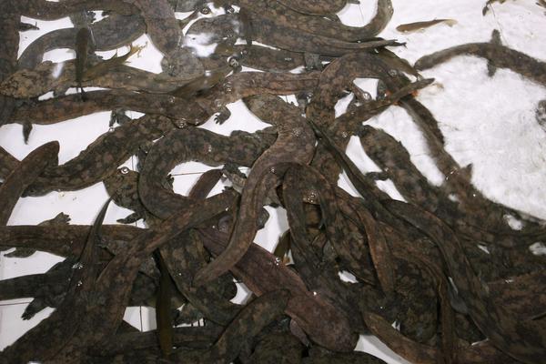 娃娃魚是國家幾級保護動物?